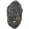 Gros trilobite phacops fossile - 678 grammes