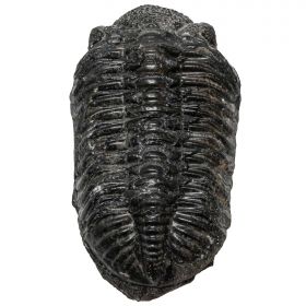 Gros trilobite phacops fossile - 678 grammes