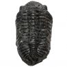 Gros trilobite phacops fossile - 678 grammes