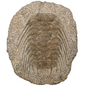 Trilobite selenopeltis fossile sur gangue - 3.1 kg