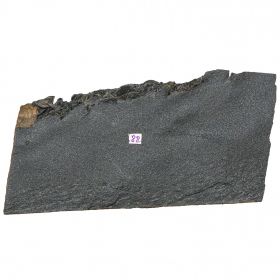 Plaque fossile avec pygidiums de trilobites - 349 grammes