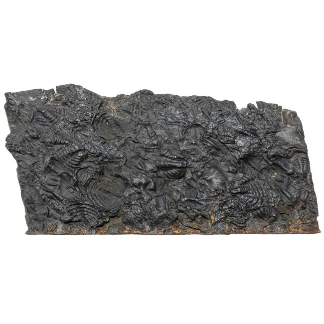 Plaque fossile avec pygidiums de trilobites - 349 grammes