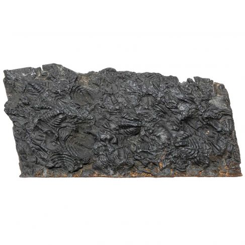 Plaque fossile avec pygidiums de trilobites - 349 grammes