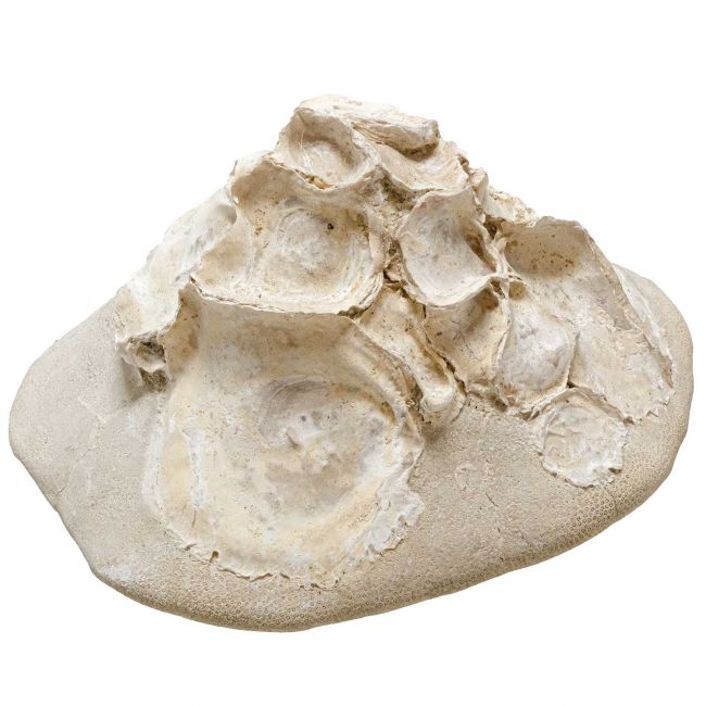 Oursin fossile clypeaster avec concrétion de coquillages - 950 grammes