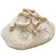 Oursin fossile clypeaster avec concrétion de coquillages - 950 grammes