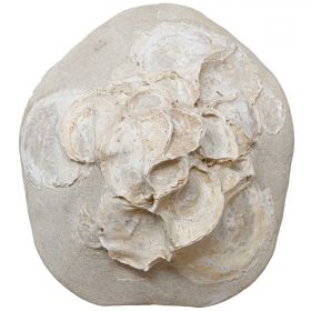 Oursin fossile clypeaster avec concrétion de coquillages - 950 grammes