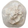 Oursin fossile clypeaster avec concrétion de coquillages - 950 grammes