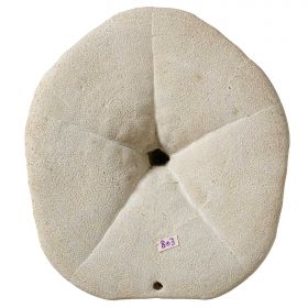 Oursin fossile clypeaster avec concrétion de coquillages - 950 grammes