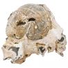 Oursin fossile sur gangue - 411 grammes