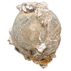 Oursin fossile sur gangue - 411 grammes