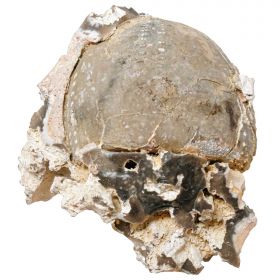 Oursin fossile sur gangue - 411 grammes