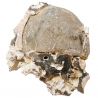 Oursin fossile sur gangue - 411 grammes