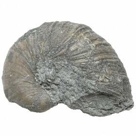 Fossile gryphaea arcuata - 158 grammes