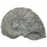 Fossile gryphaea arcuata - 158 grammes