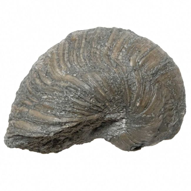 Fossile gryphaea arcuata - 158 grammes