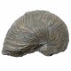 Fossile gryphaea arcuata - 158 grammes