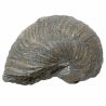 Fossile gryphaea arcuata - 158 grammes