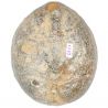 Oursin fossile - 558 grammes
