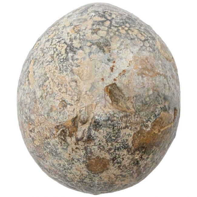 Oursin fossile - 558 grammes