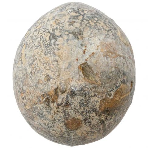 Oursin fossile - 558 grammes