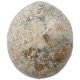 Oursin fossile - 558 grammes
