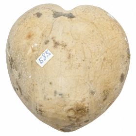 Oursin micraster fossile - 190 grammes