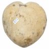 Oursin micraster fossile - 190 grammes