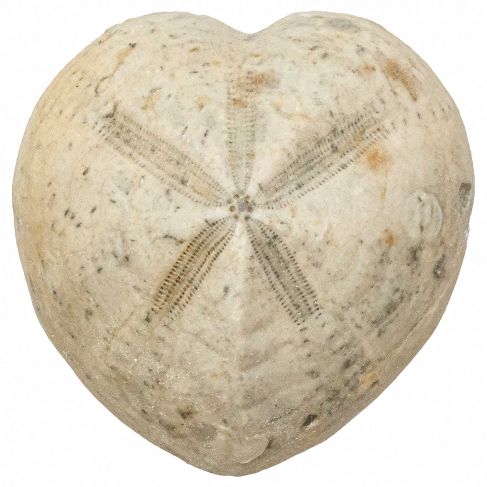 Oursin micraster fossile - 190 grammes
