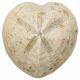 Oursin micraster fossile - 190 grammes