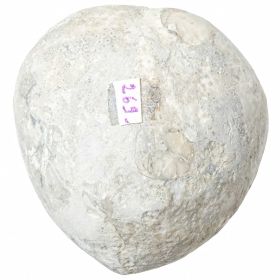 Oursin micraster fossile - 237 grammes