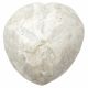 Oursin micraster fossile - 237 grammes