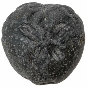 Oursin fossile - 109 grammes