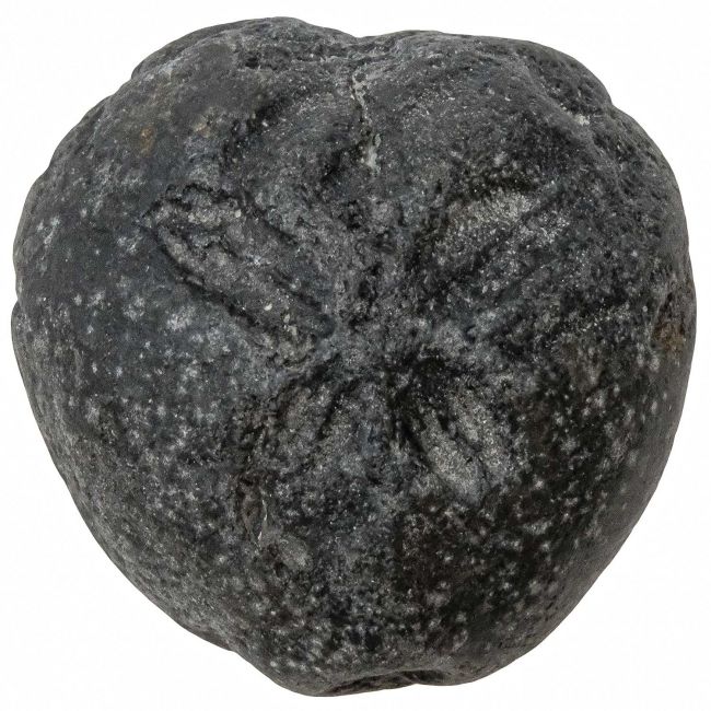 Oursin fossile - 109 grammes