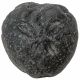 Oursin fossile - 109 grammes