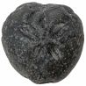 Oursin fossile - 109 grammes