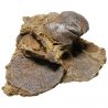 Spirifer fossile sur gangue - 96 grammes
