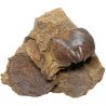 Spirifer fossile sur gangue - 96 grammes