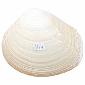 Coquillage fossile meretrix - 112 grammes