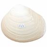 Coquillage fossile meretrix - 112 grammes