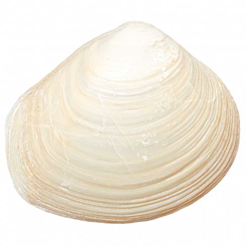 Coquillage fossile meretrix - 112 grammes