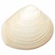 Coquillage fossile meretrix - 112 grammes