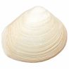 Coquillage fossile meretrix - 112 grammes