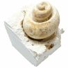Coquillage fossile cérithe sur gangue calcaire - 123 grammes