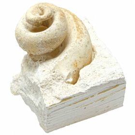 Coquillage fossile cérithe sur gangue calcaire - 123 grammes