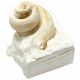 Coquillage fossile cérithe sur gangue calcaire - 123 grammes
