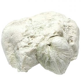 Coquillage porambonite fossile sur gangue calcaire - 645 grammes