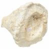 Cnidaire zaphrentis fossile - 442 grammes