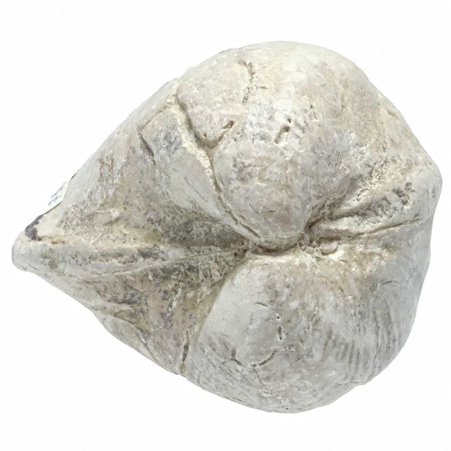 Coquillage porambonite fossile - 215 grammes