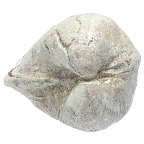 Coquillage porambonite fossile - 215 grammes