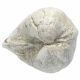 Coquillage porambonite fossile - 215 grammes
